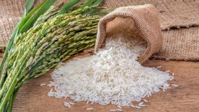 تصویر در حکم برنجی که ادرار در آن نفوذ کرده
